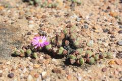 Braunsia maximilianii