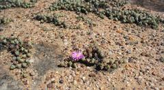 Braunsia maximilianii