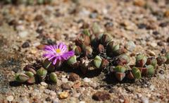 Braunsia maximilianii