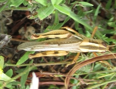 Melanoplus packardii