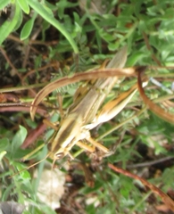 Melanoplus packardii