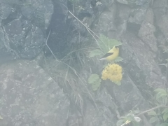 Spinus tristis