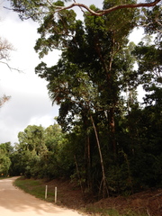 Pandanus krauelianus