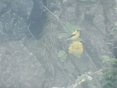 Spinus tristis