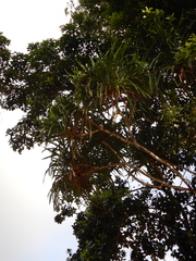 Pandanus krauelianus