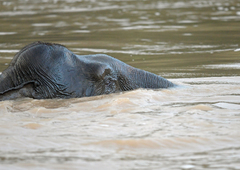 Elephas maximus borneensis