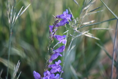 Penstemon leiophyllus