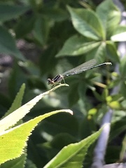 Enallagma geminatum