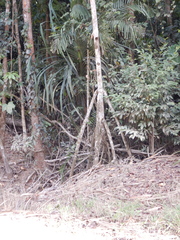 Pandanus krauelianus