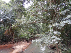 Ficus henneana