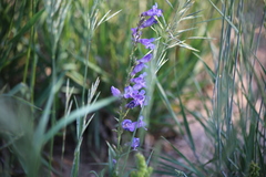Penstemon leiophyllus