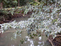 Ficus henneana