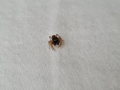 Salticidae