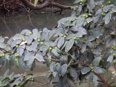 Ficus henneana