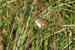 Bradypterus baboecala