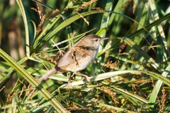 Bradypterus baboecala