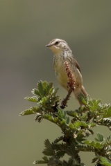 Prinia hypoxantha