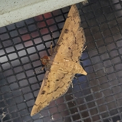 Nacoleia charesalis