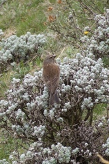 Crithagra symonsi