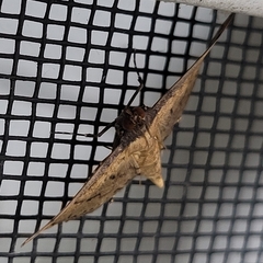 Nacoleia charesalis
