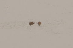 Thalassornis leuconotus