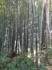 Phyllostachys edulis