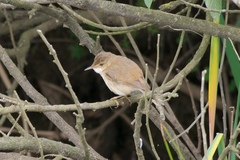 Bradypterus baboecala