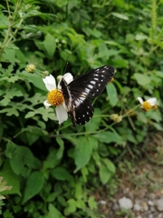 Catasticta flisa flisa