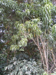 Dracaena angustifolia