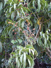 Dracaena angustifolia