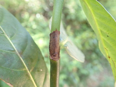 Gaertnera phyllosepala image