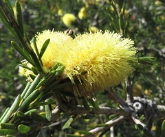 Melaleuca lutea