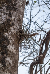 Tillandsia streptocarpa