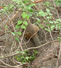 Paraxerus cepapi cepapi