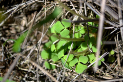 Oxalis punctata