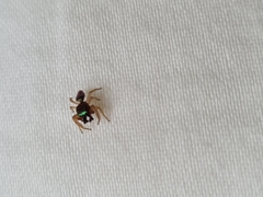 Salticidae