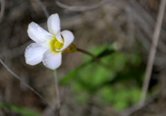Oxalis punctata