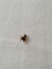 Salticidae
