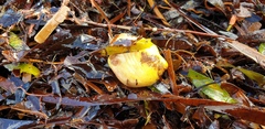 Pyuridae