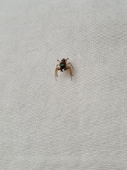 Salticidae