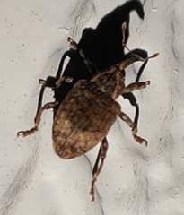 Conotrachelus seniculus