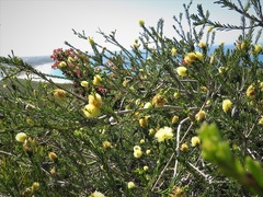 Melaleuca lutea