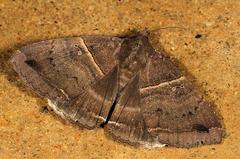 Achaea mormoides