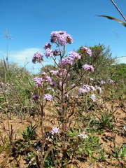 Phyllopodium cephalophorum