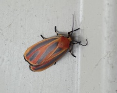 Hypoprepia miniata