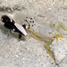 Alpheus rubromaculatus - Photo (c) Hans Rippel, μερικά δικαιώματα διατηρούνται (CC BY-NC-ND)