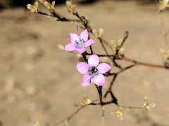 Saltugilia splendens