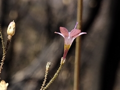 Saltugilia splendens