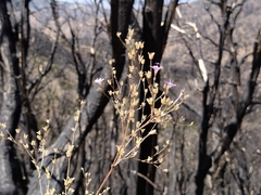 Saltugilia splendens