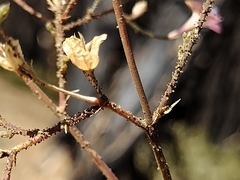 Saltugilia splendens